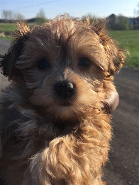 Cavapoo golden puppies proven litter. . Dogs for sale in ny